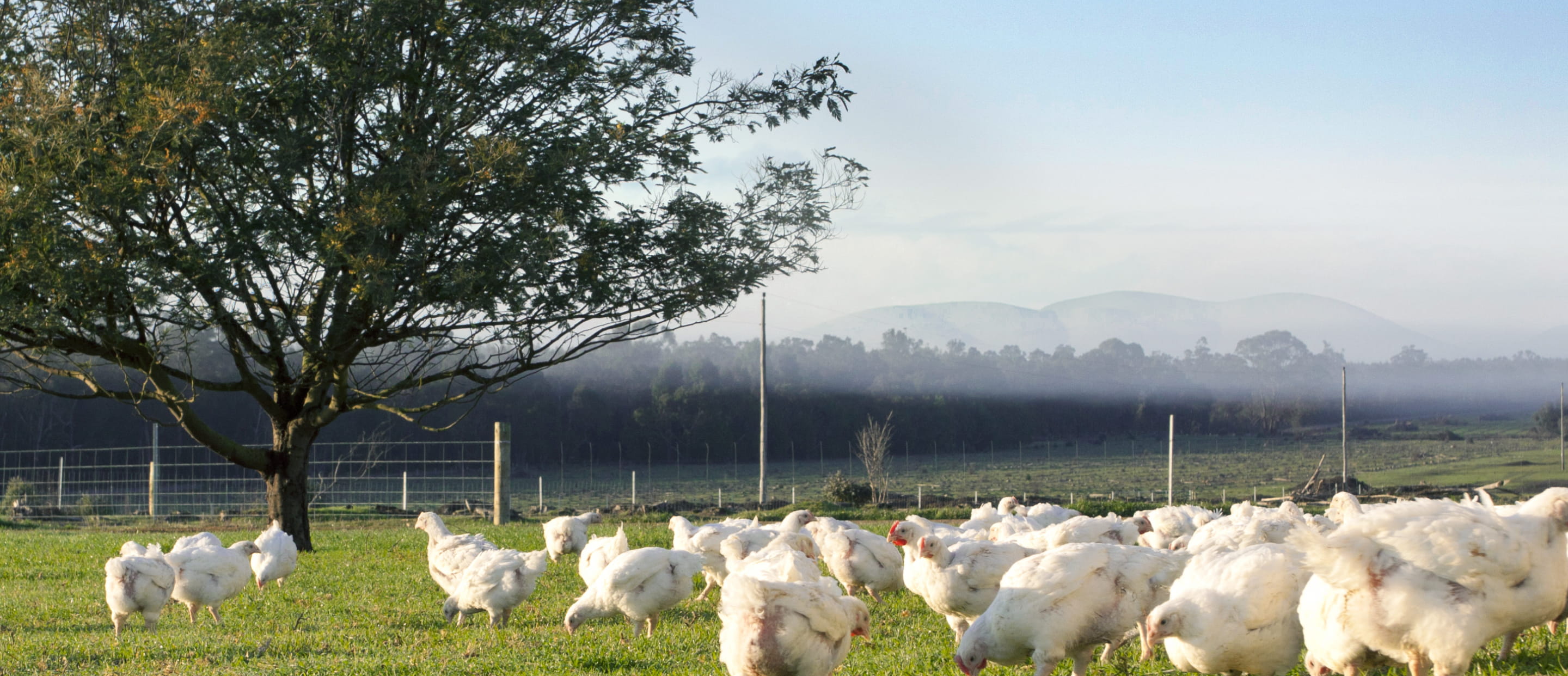 Our Farms